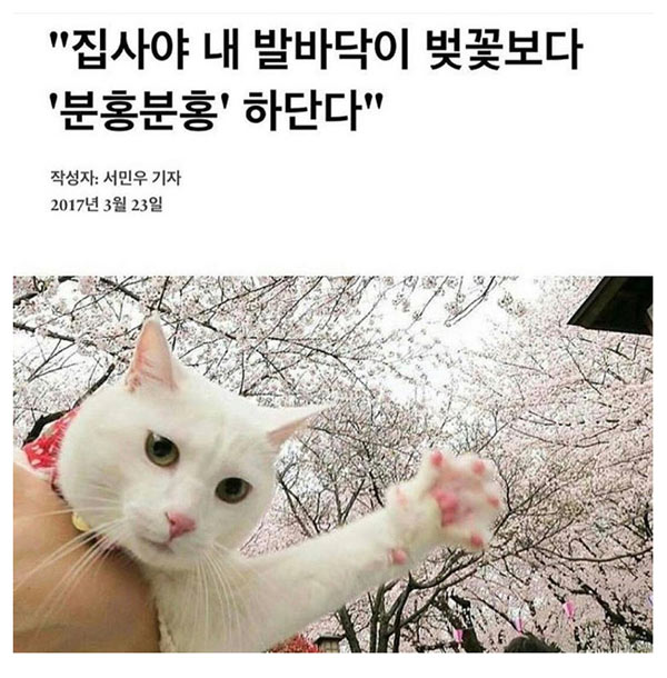 공미니 - 흔한 기자의 벚꽃 취재기사 : 흔한 기자의 벚꽃 취재기사