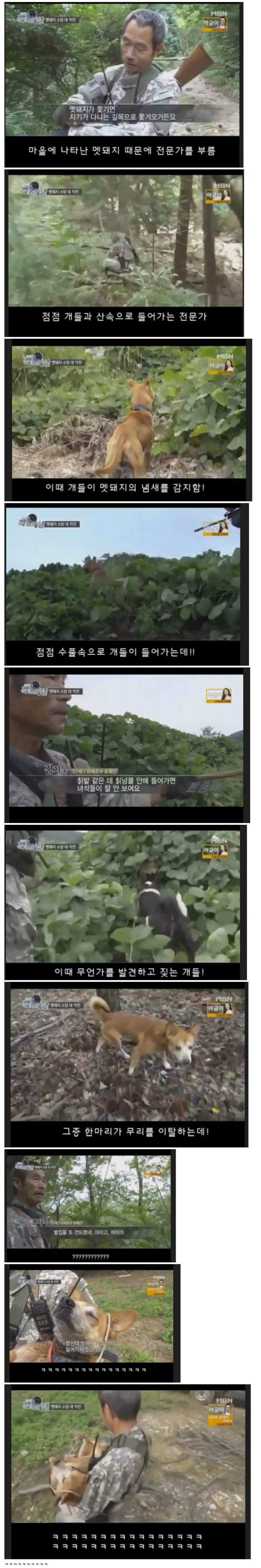 멧돼지 소탕 대작전