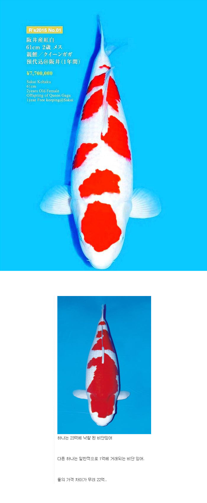 23억짜리Vs1억짜리 비단 잉어 [Gg게임]