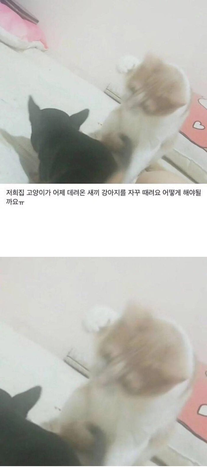 새끼 강아지를 때려요