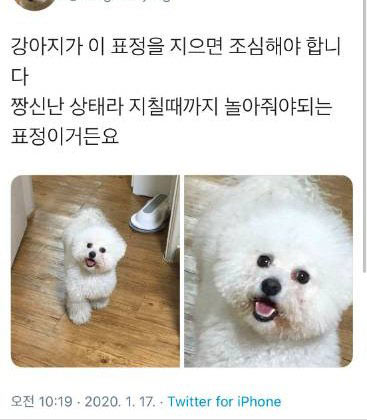 강아지가 이 표정을 지으면 조심해야합니다