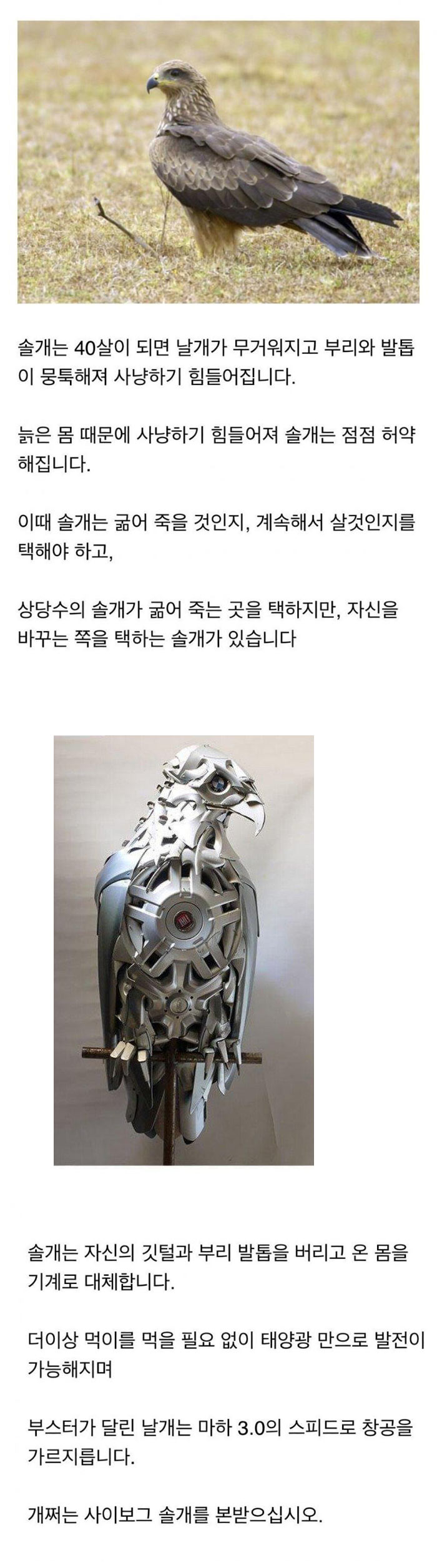 수명이 다한 솔개