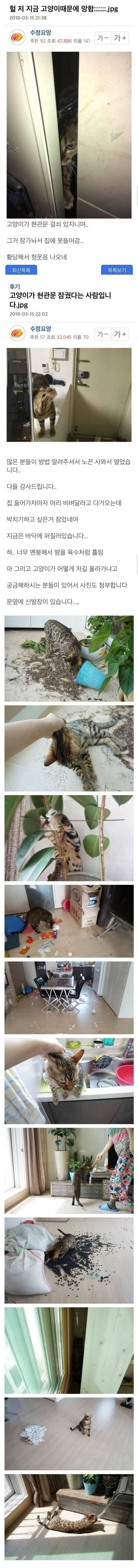 고양이 때문에 집에 못드감