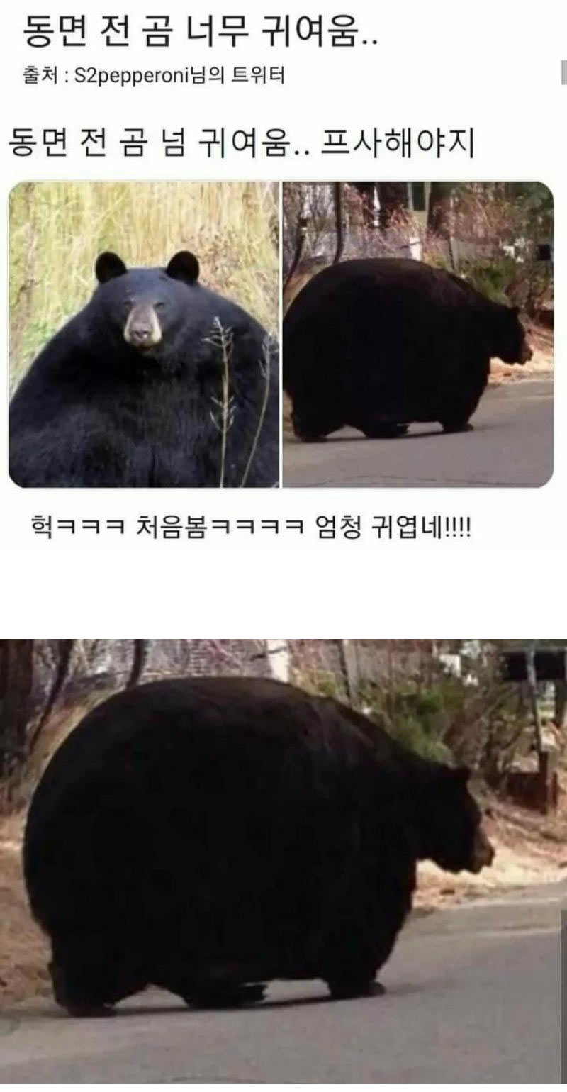 동면 들기 전 곰
