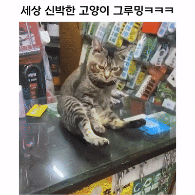 신박한 그루밍 | 인스티즈