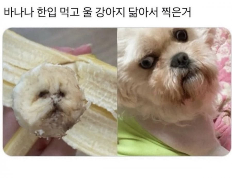 바나나 댕댕이