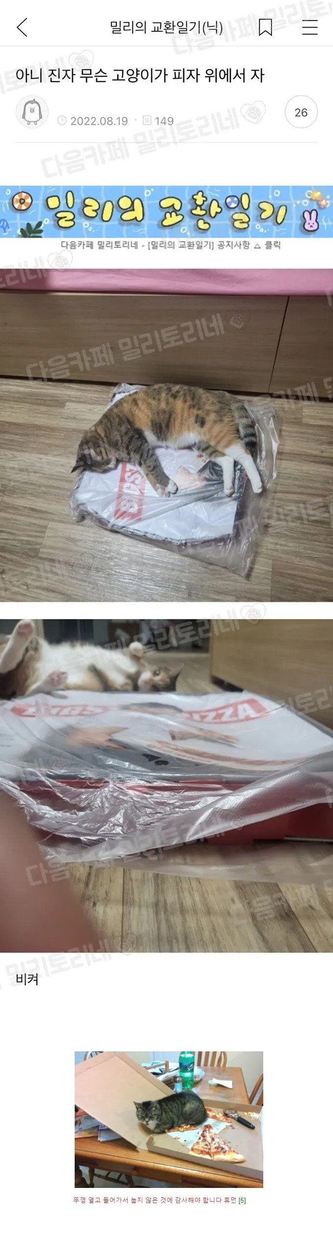 피자위에서 잔다는게 말이 돼?