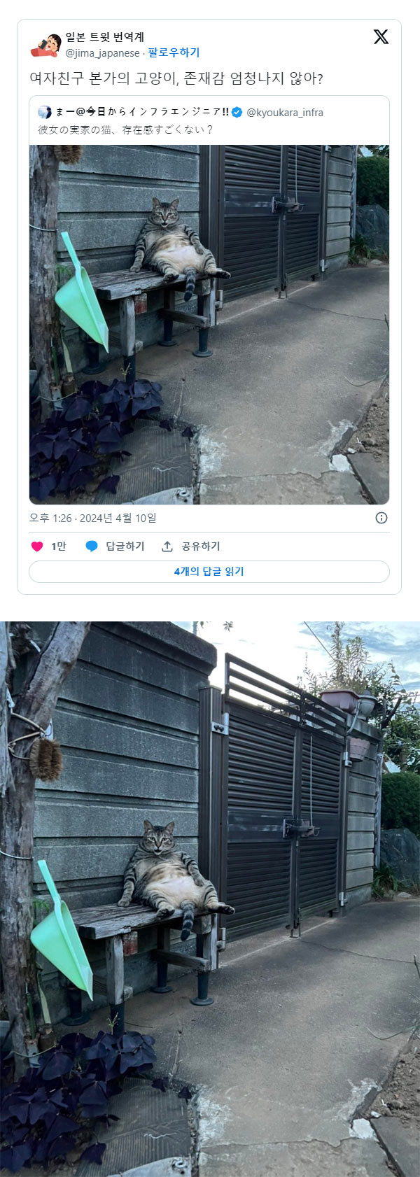 여자 친구 집 고양이