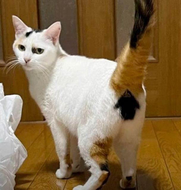똥꼬 위치는?