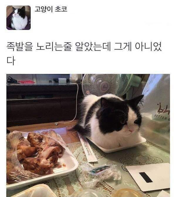 족발을 노리는 줄 알았는데 | 인스티즈