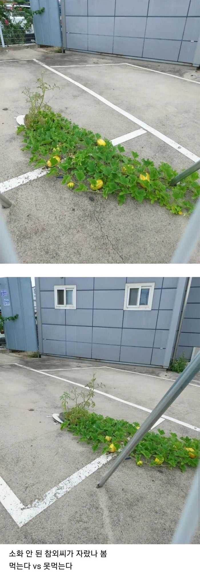 저 참외 먹는다 안먹는다