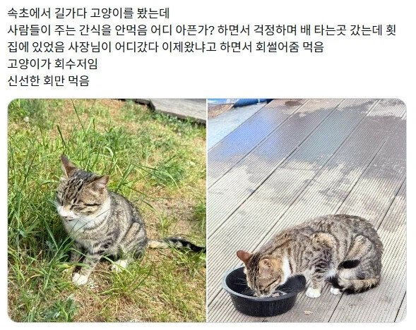 속초 길냥이가 간식 안먹는 이유