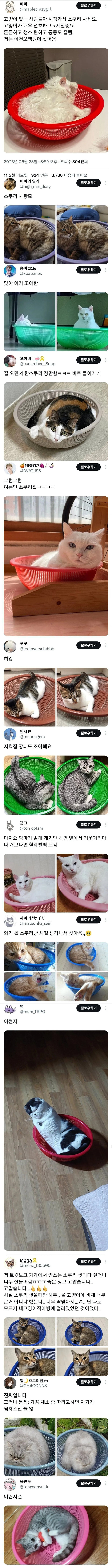 여름철 인기있는 고양이 용품