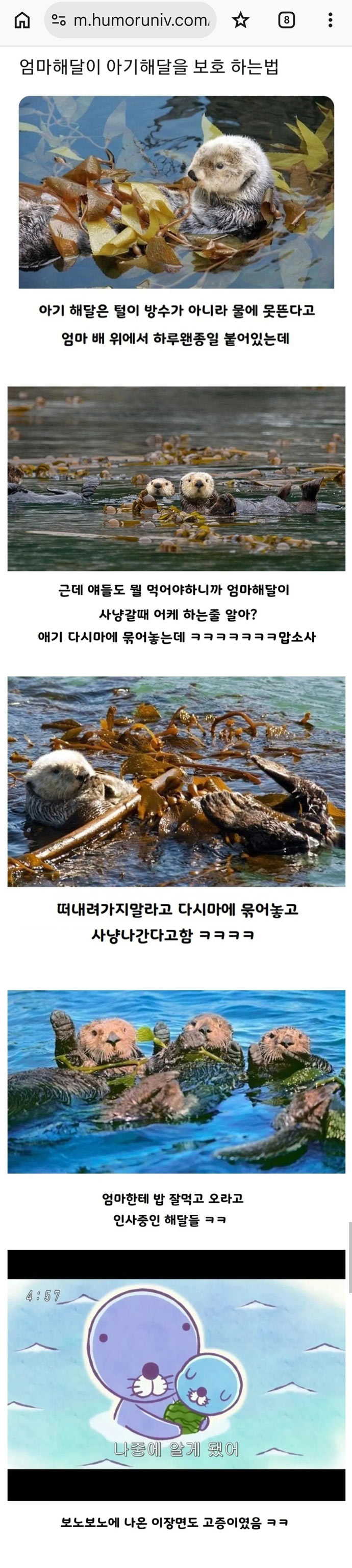 엄마해달이 아기해달 보호하는 법