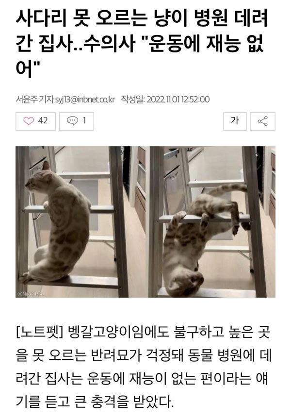 높은 곳 못 오르는 고양이