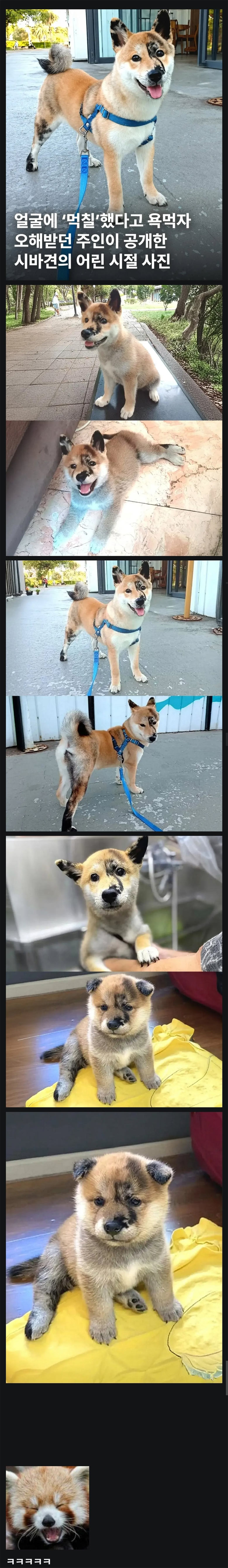 얼굴에 먹칠한 시바견