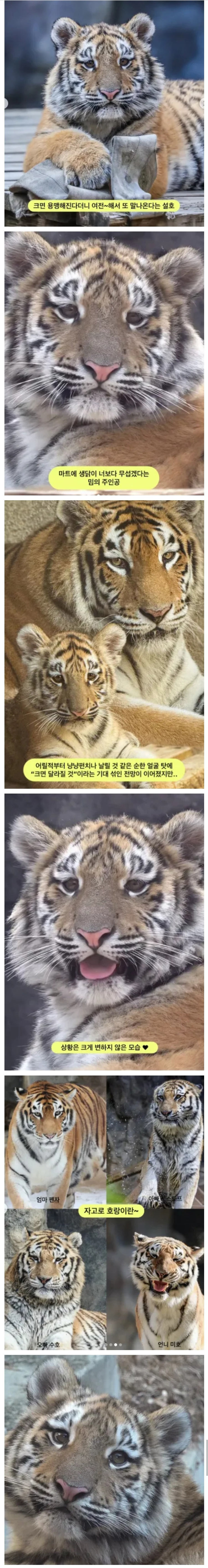 크면 용맹해질거야
