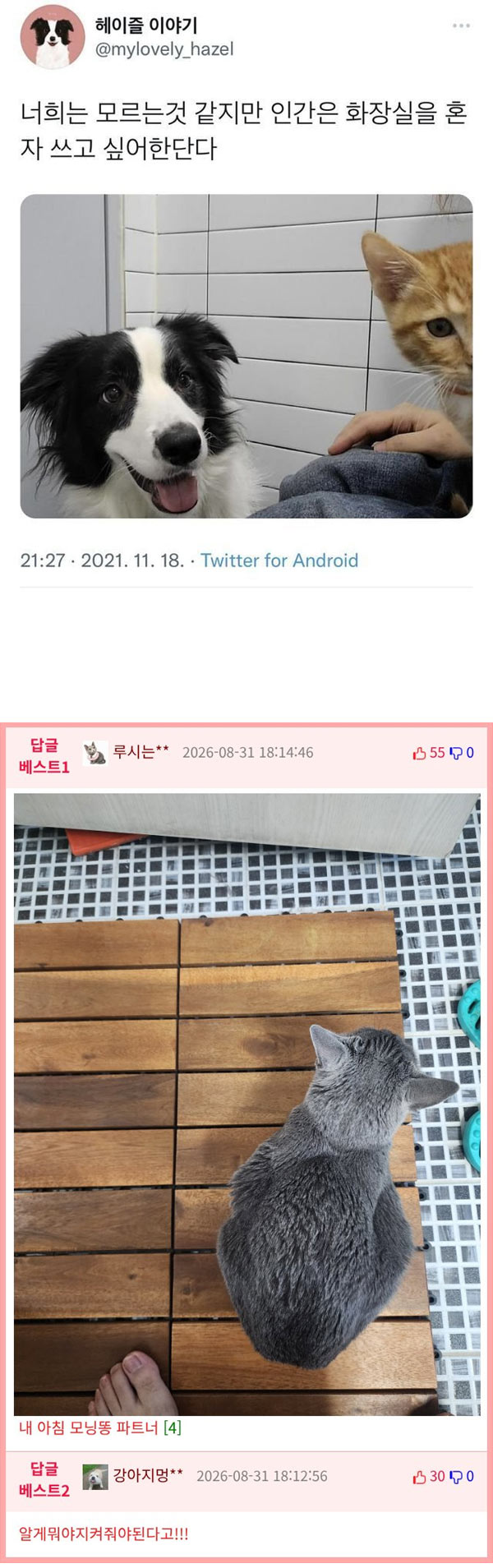 개,고양이가 이해못하는 것