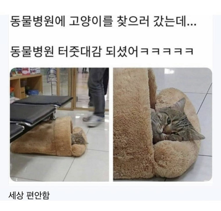 고양이 찾으러 갔는데